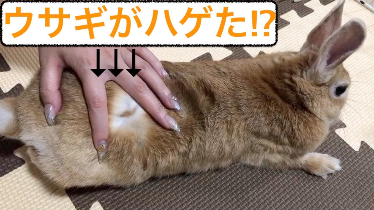 ウサギのハゲは換毛期 Youtube