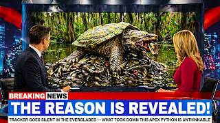 Tracker Goes Silent in the Everglades — What Took Down This Apex Python Is Unthinkable