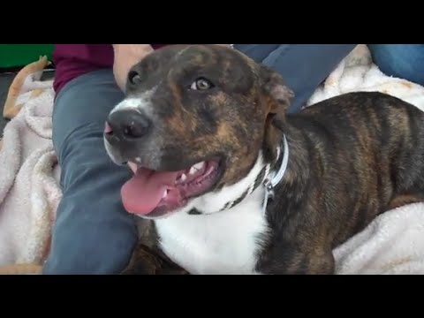 bull terrier and pitbull mix