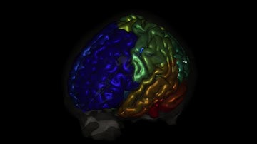 Brain movie of the Late Positivity Complex (LPC or P300)