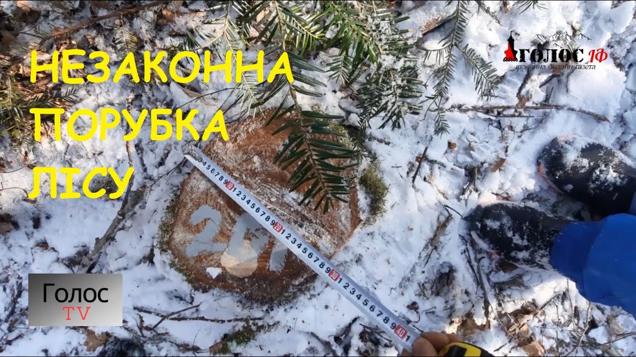 У Богородчанському районі виявили незаконну порубку лісу