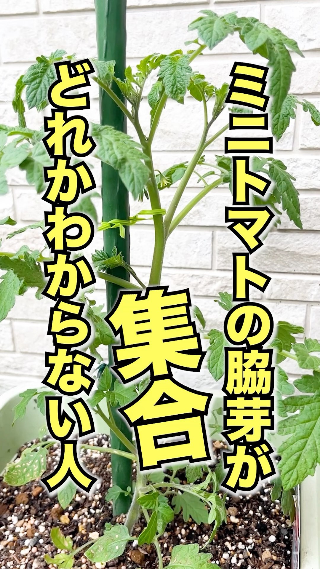 The easiest way in the world to identify side shoots of cherry