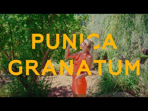 Video: Cum să crești punica granatum?