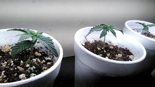 seedling update 21+ ONLY