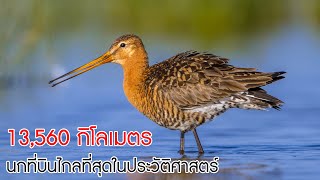 สุดยอด! 'นกปากแอ่น' นกบินไกลที่สุดในประวัติศาสตร์ โดยไม่ลงจอดแม้แต่ครั้งเดียว screenshot 3