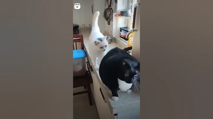 Video 11745481: funny pets, funny cat, compilation