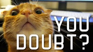 You Doubt My Cat Training Skills