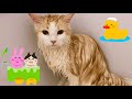 もふもふの長毛子猫をはじめてお風呂にいれてみました【ぽしゃっけ】