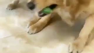funny hungry dogs