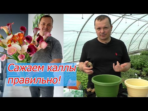 Сажаем каллы в горшок. Как это правильно сделать. Все секреты посадки.