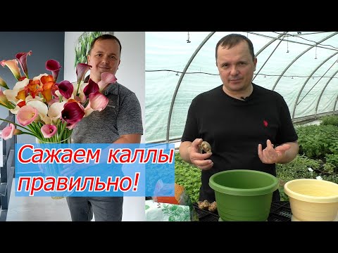 Video: Kako posaditi lukovice kala?