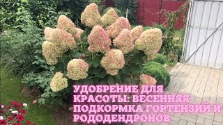 УДОБРЕНИЕ ДЛЯ КРАСОТЫ: весенняя подкормка гортензий и рододендронов