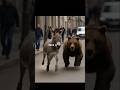 Donkey Chases Bear Who Knew Bears Could Run This Fast Shorts FunnyAnimals ViralAnimal Animals 