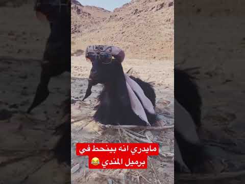 تيس مضحك جدا لايك و اشتراك بالقناه