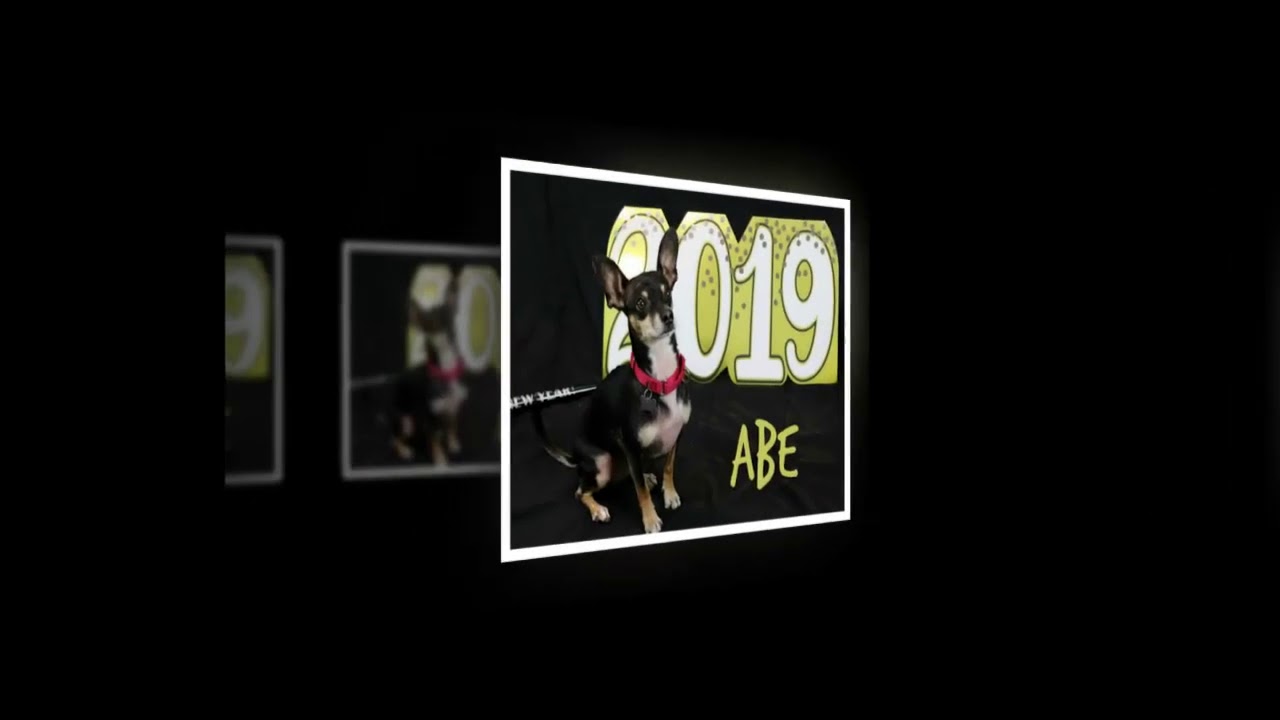 Happy New Year 2019 from Mostly Mutts Animal Rescue in Kennesaw