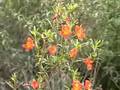 Discover Fanita Ranch Part 1 Discover Fanita Ranch Part 1