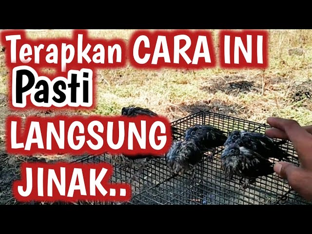 Cara Menjinakkan Perkutut Yang Baru Dapat Dari tangkapan atau Ombyokan @perkututChanelku #perkutut class=