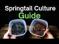 How To Make a Springtail Culture - Simple & Easy Method!