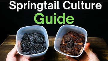 How To Make a Springtail Culture - Simple & Easy Method!