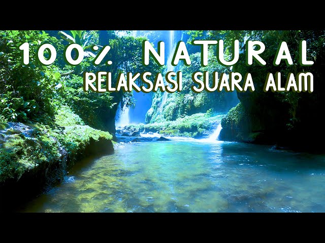 RELAKSASI SUARA ALAM KICAU BURUNG DAN GEMERCIK AIR TERJUN DI DALAM HUTAN class=