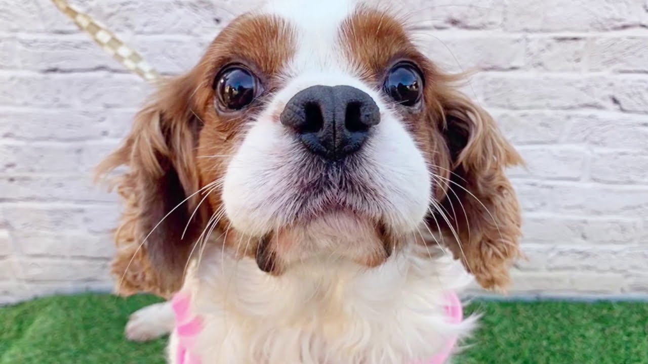 キャバリア キング チャールズ スパニエル ヨッシーくん 獣医師賛同型 里親募集サイトanifare アニフェア 2020年11月27日 Youtube