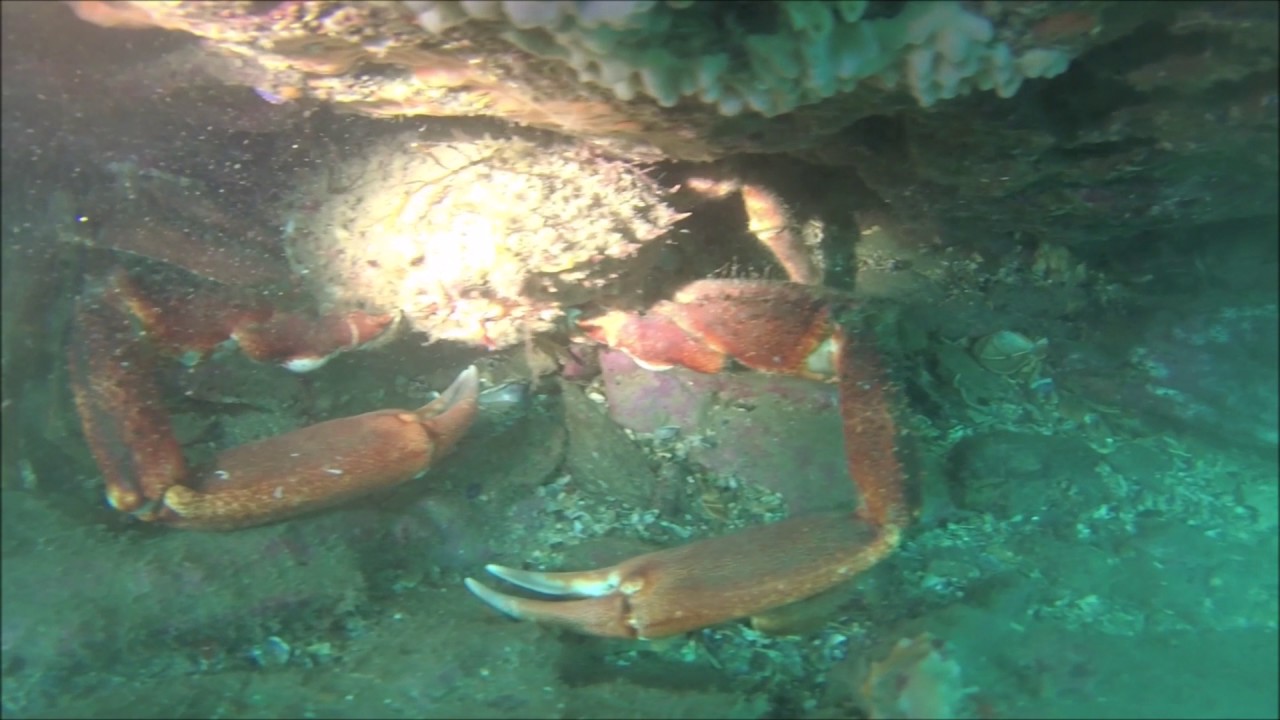 CAS COSTA LUGO-RIA DE VIVEIRO-ISLA GAVEIRA-2 DE DICIEMBRE DE 2016