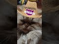 mi hermosa gatita popsy
