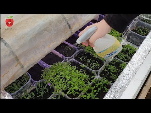 Video: Kako gnoj vpliva na rast rastlin?