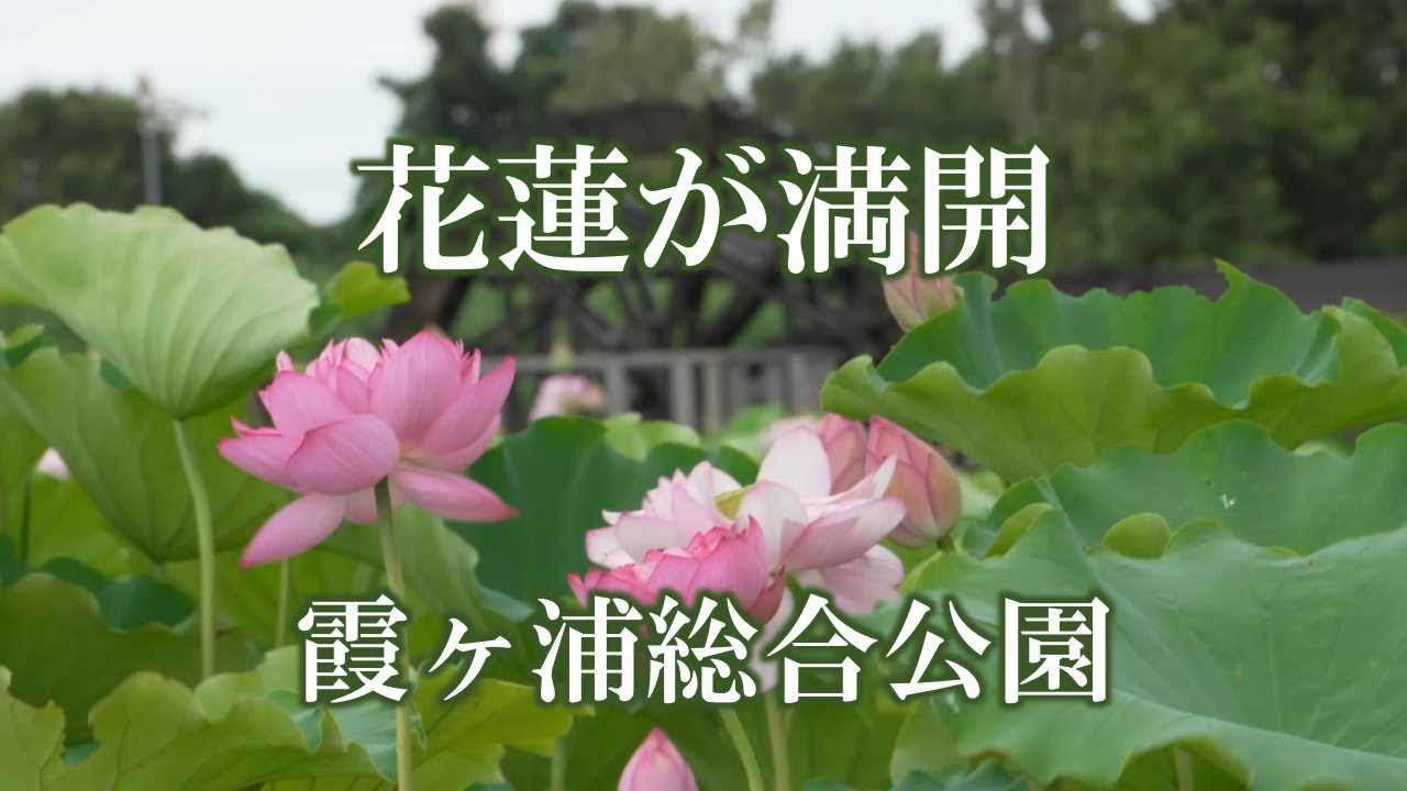戦場の花 カンテ・ディアスポラ | SOUL FLOWER UNION Official Website