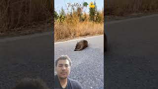 #animals #cute #cat #wildlife #funny #automobile #lifeisbutadream #funnyanimals #duet #trump #modi