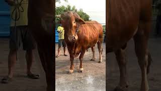Mirip Banget kembaran Sapi Wariso Muncul shorts sapi cow wariso artis irfan sapijumbo