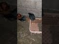 سلام وعليكوم اليوم غنشرك معكوم دجاج ونعاج وولقان ديالي ههههههه