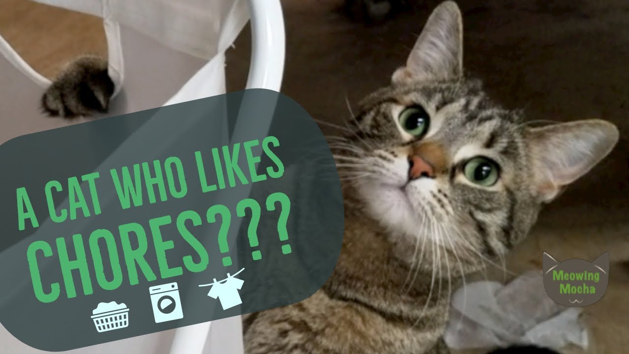 Cat Helps With Laundry YouTube
