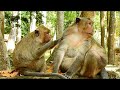 They are look so lovely Felix got best grooming from young girl monkey , ASMR Grooming