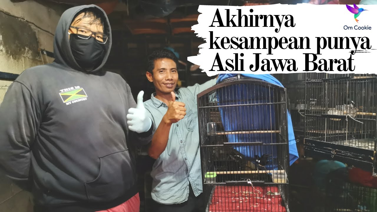 Burung Kacer Asli Jawa Barat yang di dapat dari Kios Mas Yadi "Pb