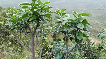 Bưởi Ruby ghép vào cây bưởi diễn bưởi đo tân lạc bưởi da xanh.