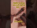# शिवलिंग पर लोंग का जल या लोंग चढ़ाने का महत्व .🙏##pradeepmishrajidhankeupay #sort reel