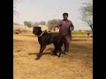 bully kutta // bully dogs // bully kutta status // Pakistani bully dogs //