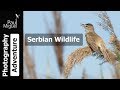 Bird Photography Serbia: Part 3