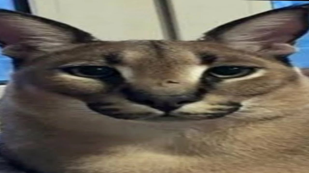 kanikuły - wyrucham cie (8d) 😎 