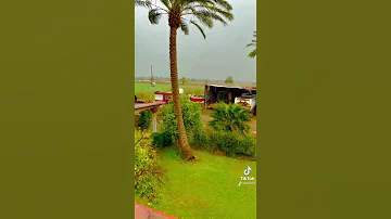 اشعار النخل ما ينزل بعثكه 