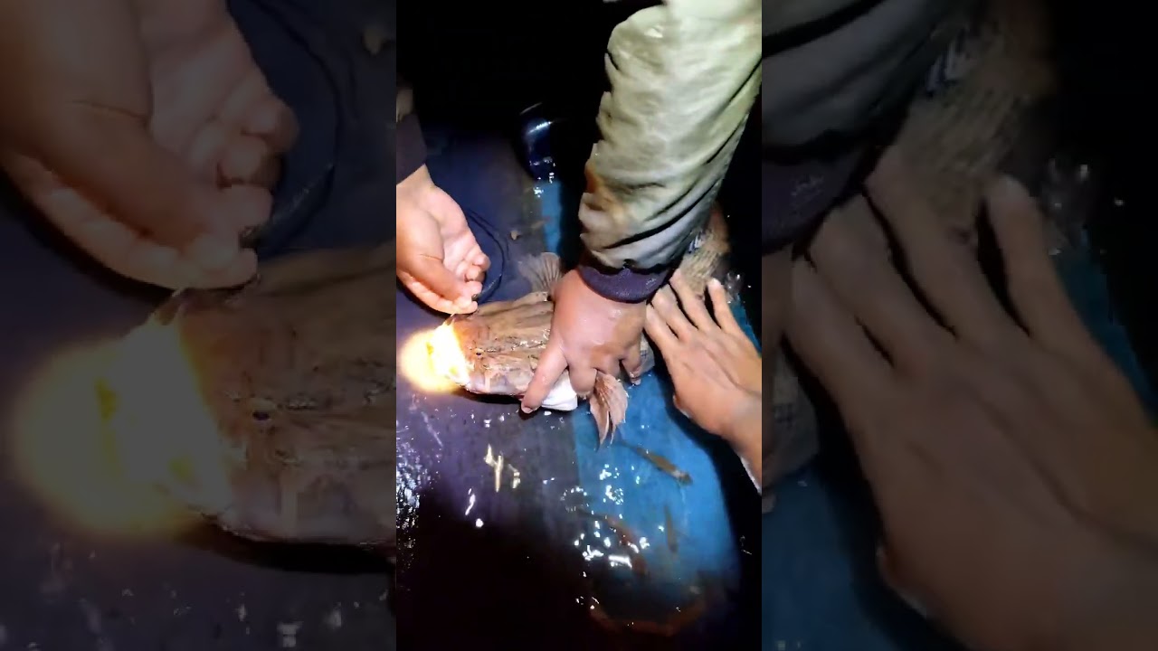 Ikan Ketutu / Ikan Ubi Super Besar