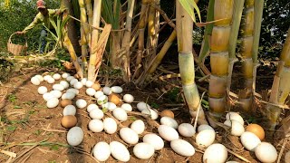 OMG ! Pick a lot of duck eggs in the sugarcane fields near the road