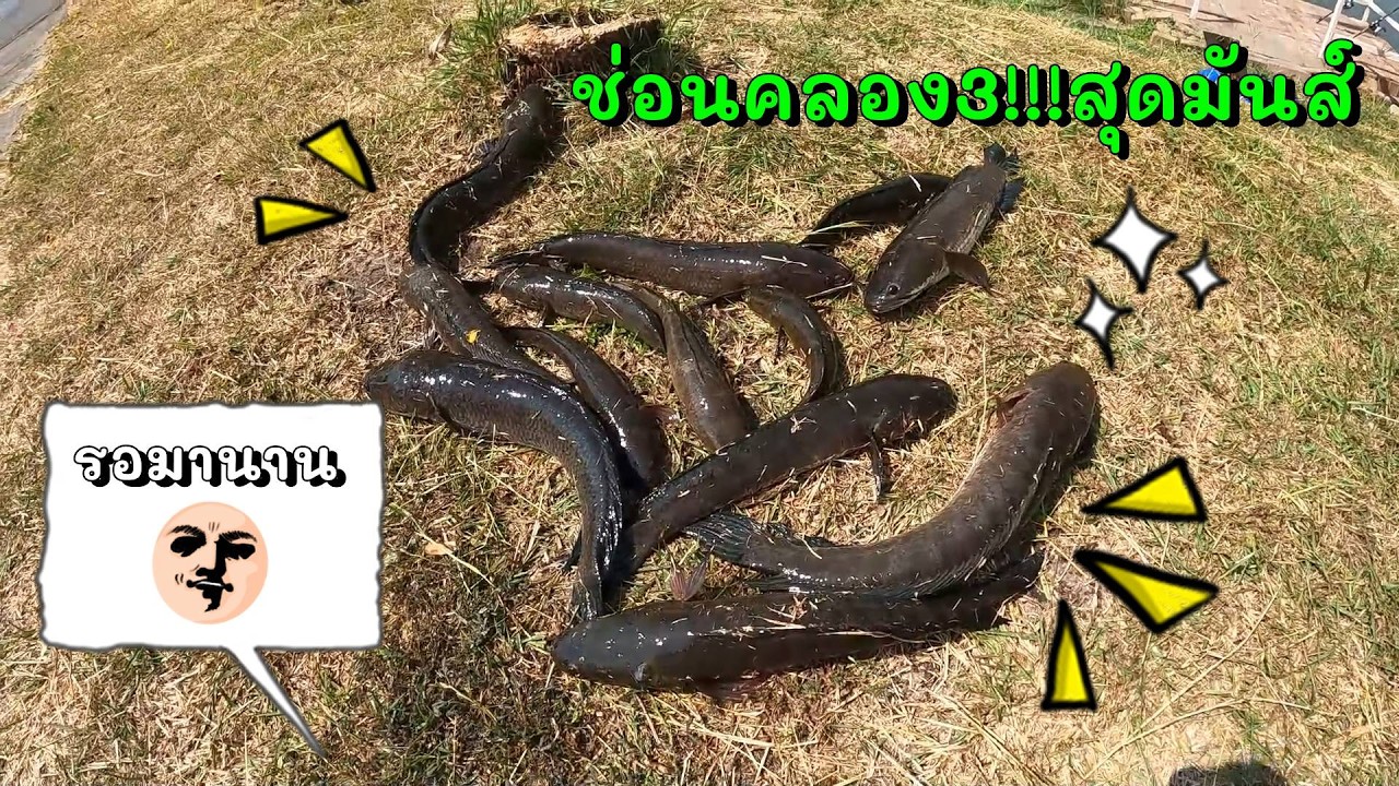 ตกปลาช่อนคลองด้วยกบยางดำน้า(#ช่อนข้างทาง #ตกปลาช่อน #ช่อนคลอง)Fish BattleEP.75