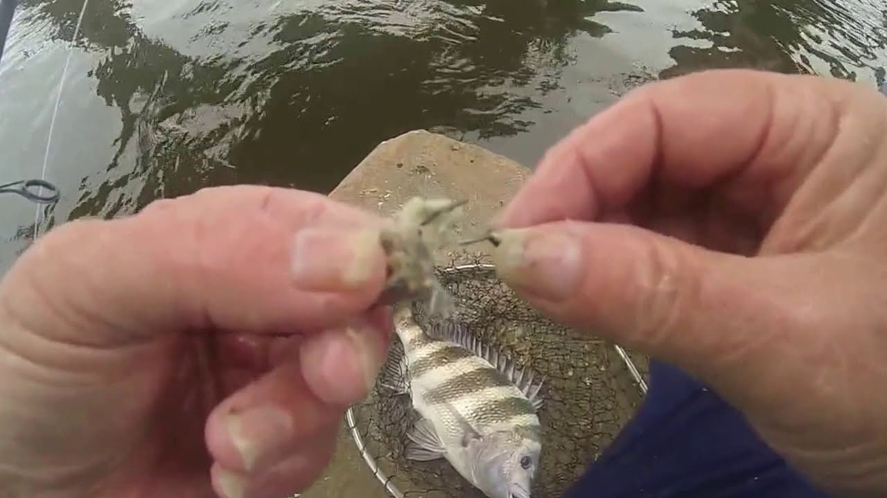 Keep bait on hook. 6 Sheepshead on one bait! Oysters for bait. 