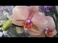 Шикарный завоз орхидей, много редких, сортовых.С.ц. Долина роз г.Махачкала.