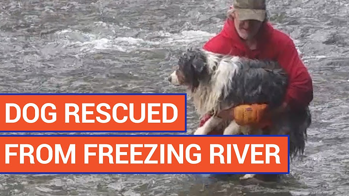 Amazing Man Rescues Dog From Freezing Water Video 2017 | Daily Heart Beat