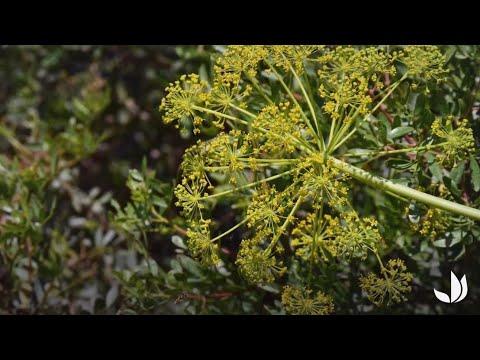 Vidéo: Le fenouil est une plante étonnante