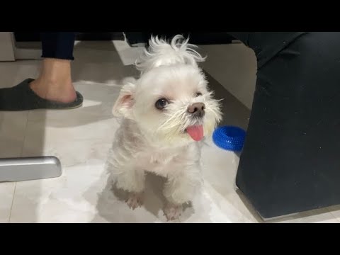 飼い主よりも断然美容にうるさい犬