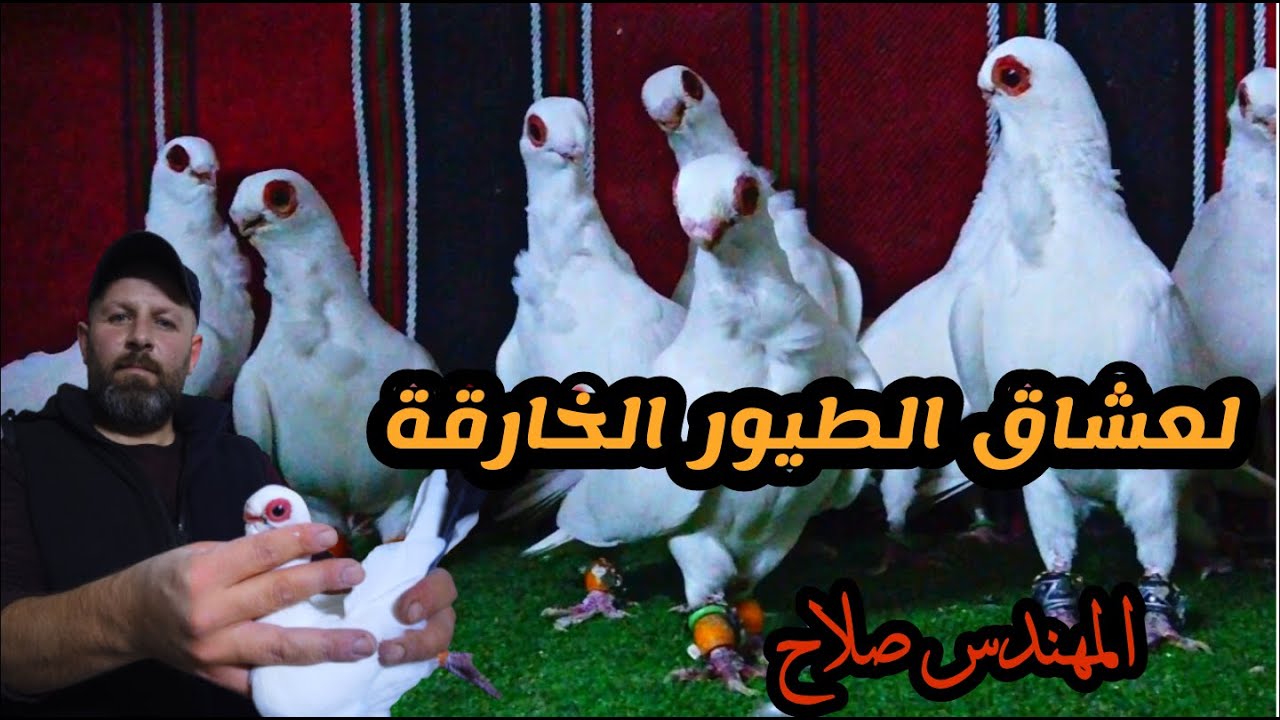 الطيور الخارقة والصعبة لن ترى مثل هذه الطيور إلا عند المهندس صلاح
